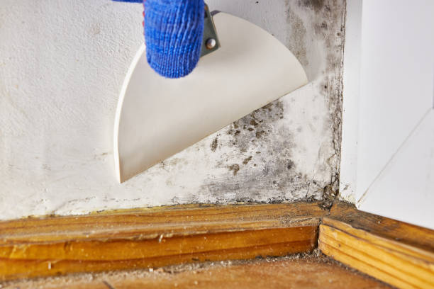 Best Air Quality Testing for Mold Spores  in Glenwood Landing, NY
